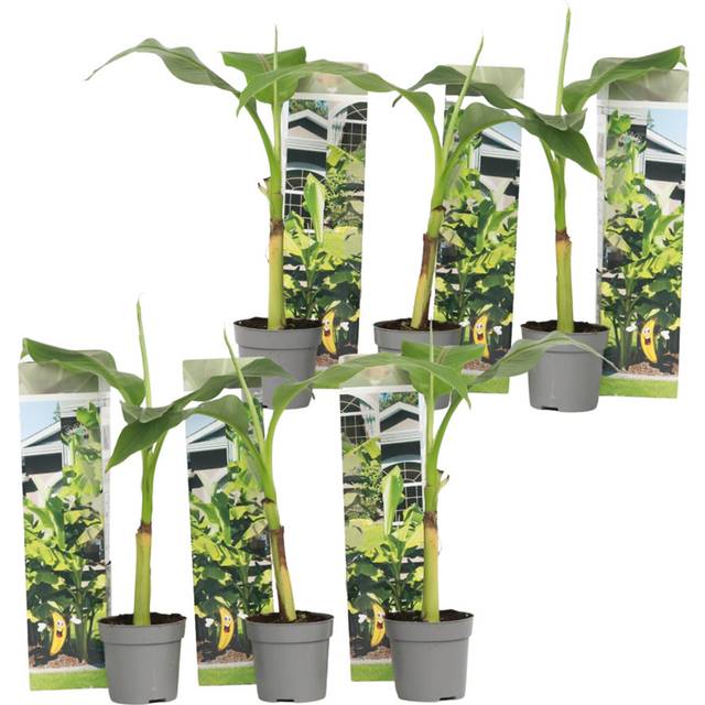 Hardy Banana - 6 pcs. - Musa basjoo - Height 25-40cm - Ã¢Å9cm
