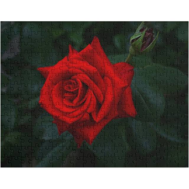 (Beautiful Tango Red Rose Flower=5296) Jigsaw Puzzle Wooden 300-Piece for Adults Kids Seniors- Home Decor Family Activity Game Wall Art 38x26cm / 15x1