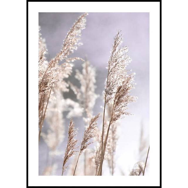 Sunset in the Field, Pampas Grass Nature Poster (40x50cm) - Plakater  > Botaniska Posters, Natur Posters