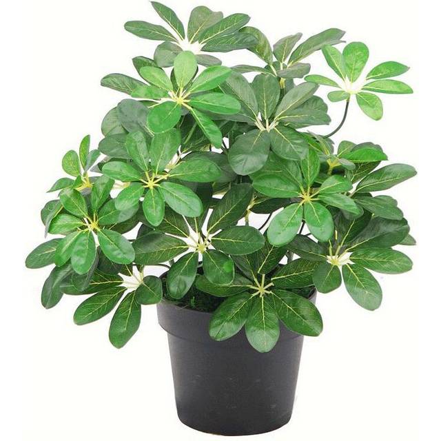 55cm Dark Green Artificial Schefflera Arboricola Plant