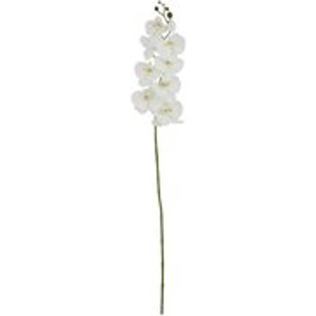 White Butterfly Orchid Stem (103cm H x 11cm W x 11cm D)