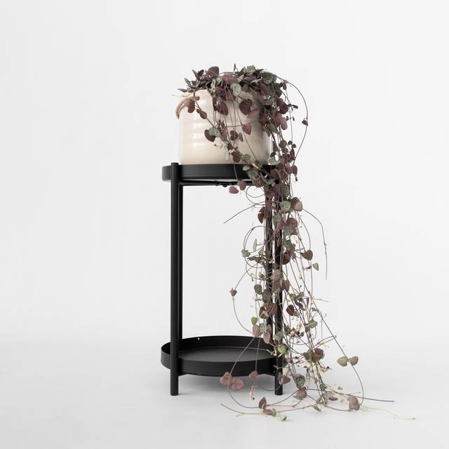 Ceropegia Woodii - String of Hearts - Height 20-30cm - Pot 14cm (20cm H X 1,400cm W X 1,400cm D)