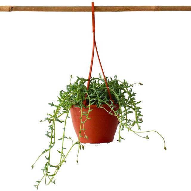 Senecio Peregrinus - String of Dolphins - Height 10-20cm - Pot 12cm (10cm H X 1,200cm W X 1,200cm D)
