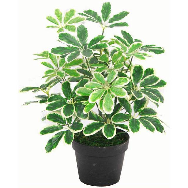Artificial House Plant Bush Arboricola Evergreen Plant 55cm Small Bush - Green (55cm H X 30cm W X 30cm D)