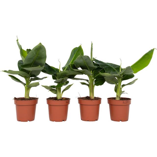 Musa Oriental Dwarf - Set of 4 - Banana Plants - Height 25-40 - Pot 12cm (25cm H X 1,200cm W X 1,200cm D)