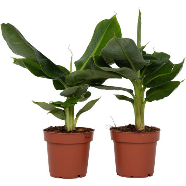 Musa Oriental Dwarf - Set of 2 - Banana Plants - Height 25-40 - Pot 12cm (25cm H X 1,200cm W X 1,200cm D)