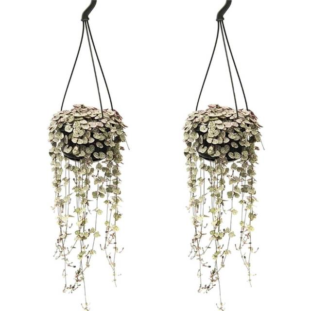 Ceropegia Woodii - Set of 2 - String of Hearts - Height 20-30cm - Pot 14cm (20cm H X 1,400cm W X 1,400cm D)