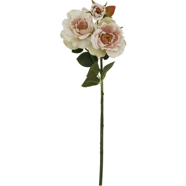 The Natural Garden Collection Palest Blush Tea Rose