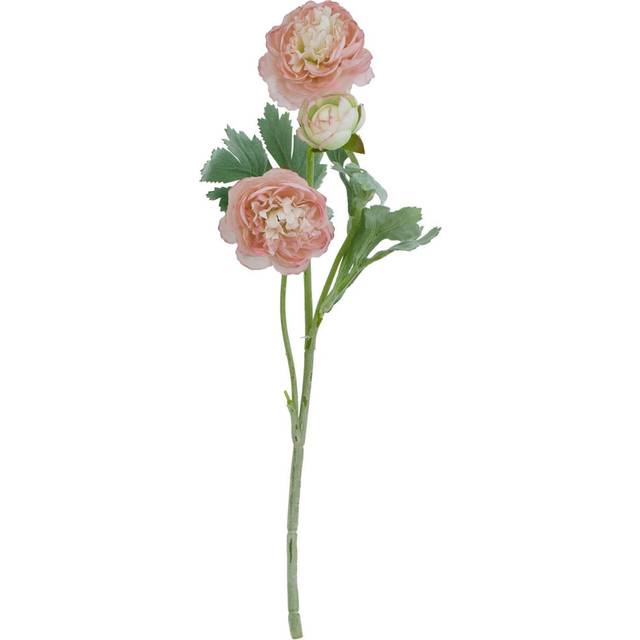 The Natural Garden Collection Pink Ranunculus