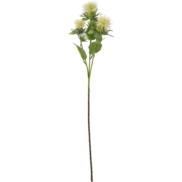 Cream Safflower Spray