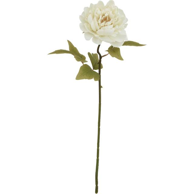 The Natural Garden Collection White Peony