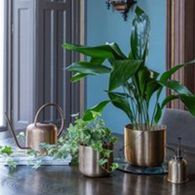 Kew Matt Brass Watering Can 19cm