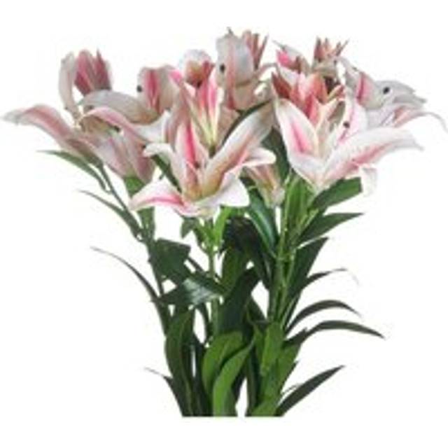 Stargazer Lily - White - One Size