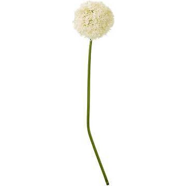 Cream Giant Allium Stem