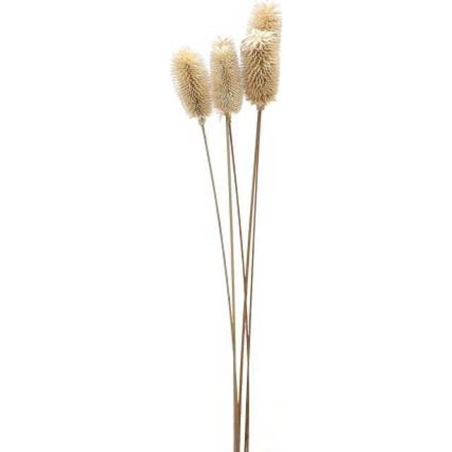 Hill Interiors Thistle Dried Plant One Size white