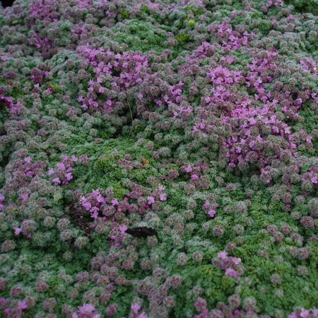 Timian Pygmaeus Staude