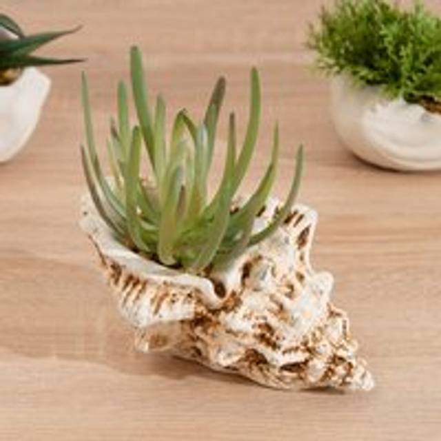 16cm Succulent in Cement Shell - Green - One Size