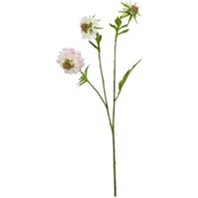 The Natural Garden Collection Pale Pink Scabious Stem