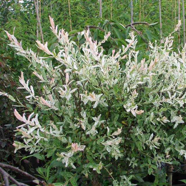Salix Integra Hakuro Nishiki 250-300cm Staude