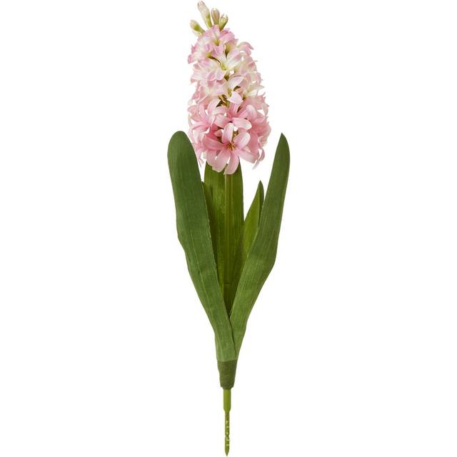 Pink Hyacinth Stem