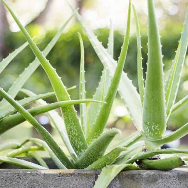 SHEIN 100pcs Non-GMO Aloe Vera Seeds, Perennial, Deer Resistant, Low Maintenance, Attracts Pollinators, For Ground Covers, Borders, Decorative Containers Ou