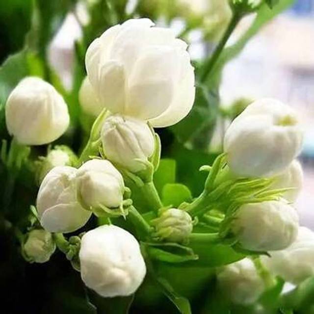 SHEIN 100 Jasmine Seeds For Planting, 100 Count, White Flower Variety
