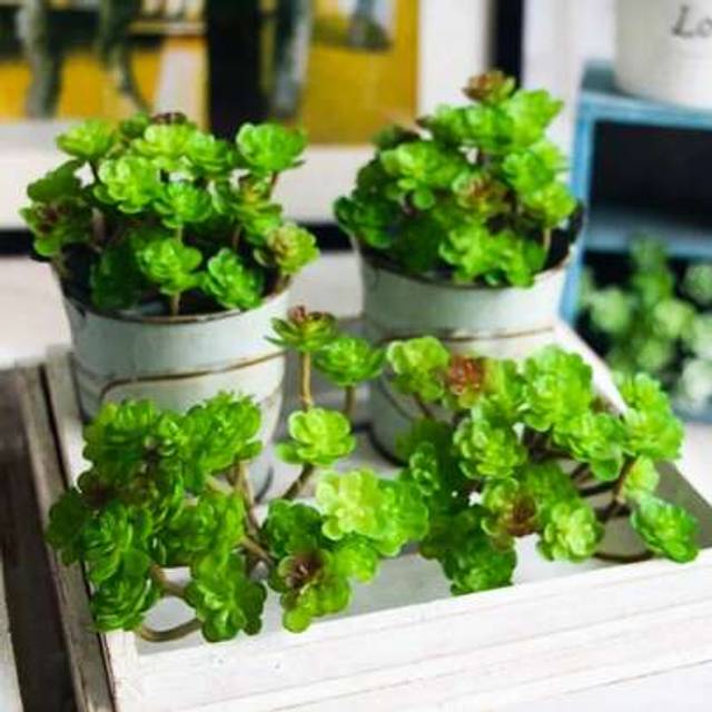 SHEIN 1pc Artificial Succulent Plant, Green Cactus, Succulent Plant Texture, Potless Fake Succulent Plant, Suitable For Garden Decoration, Indoor And Outdoo