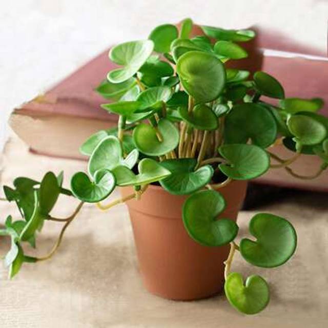 SHEIN 16cm Small Artificial Copper Coin Grass Fake Succulent Landscape Tropical Hydroponics Plants Plastic Begonia Leaves Green Centerpieces For Home Office
