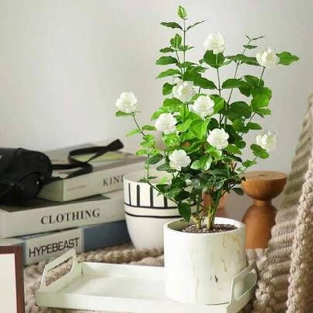 SHEIN 300pcs Jasmine Seed Planting, White Flower Variety