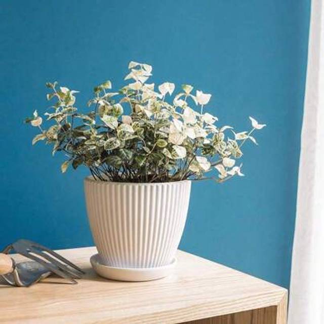 SHEIN 1pc Simple Plastic Resin Delivery Tray Thickened Green Plant Potted Pot Colorful Round Pot Vertical Striped Flower Pot