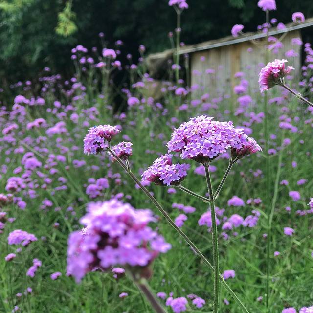 Verbena Bonariensis in 9cm Pot