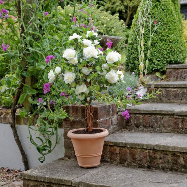 Artificial White Rose Tree 60 Flowers 90cm/3ft, Faux Silk (120cm H X 20cm W X 20cm D)
