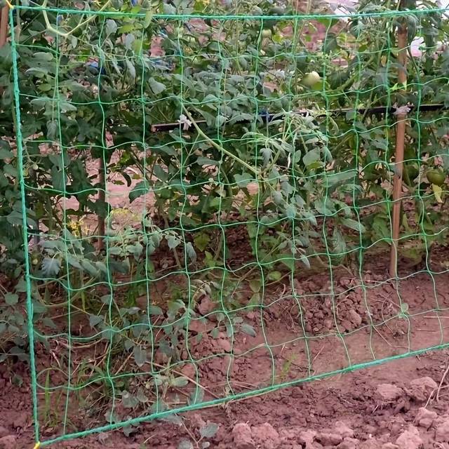 TEMU Garden Trellis Netting For Climbing Plants - Ideal For , Tomatoes, & Legumes - Plastic Plant Support Rack