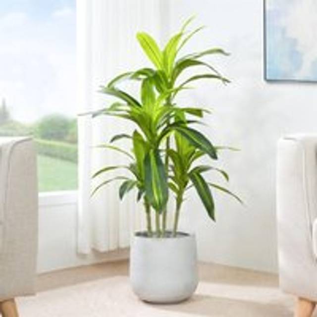Decorative Artificial Agave Tree with Plastic Planter and Artificial Moss 120cm