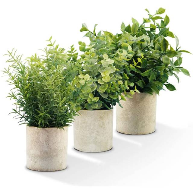 25 Plant (25cm H X 14cm W X 7cm D)