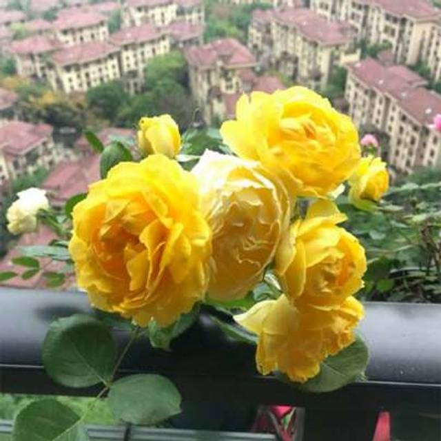 SHEIN Yellow Rose Seeds, Rose Seedlings, Potted Shrubs, Roses, Extra Large Flowers, Roses That Bloom All Year Round, Sturdy Balcony, Garden