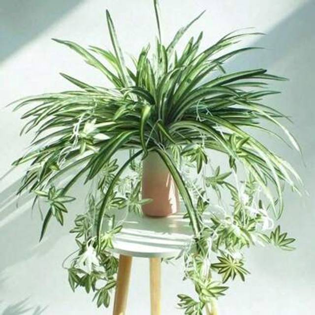 SHEIN 1Pc Artificial Plants Faux Hanging Ivy Plants 26.38in&#39;&#39; Simulation Green Branch Silk Spider Plants For Home Room Office Wall Wedding Balcony Decoratio