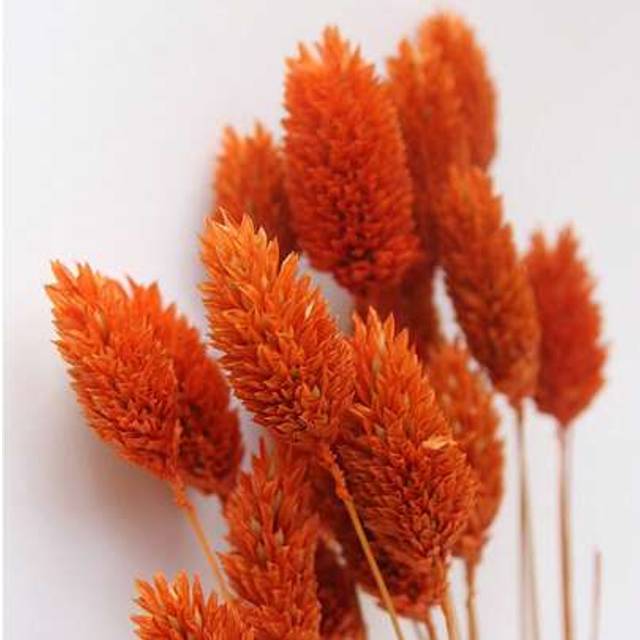 SHEIN 50/100pcs 16 Inch Multi-Color Dried Pampas Grass Bouquet Decor, Natural Fluffy Pampas Grass, Home Decoration, Wedding, Dining Table, Floral Arrangemen