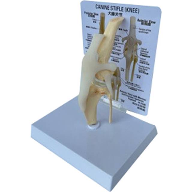 Canines Knee Model Dog Joint Anatomical Skeleton Animal Anatomy Medical Science Gift