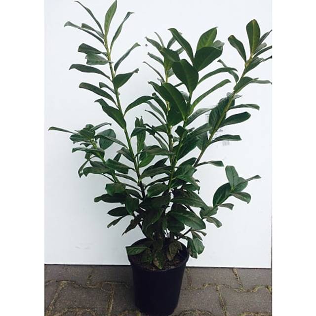 Kirsebærlaurbær Prunus Novita 21 cm Potte Staude