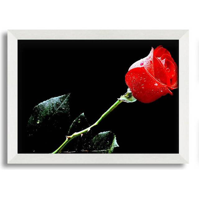 Love Of A Single Red Rose Framed Print - White Framed Paper (42cm H x 60cm W x 3cm D)