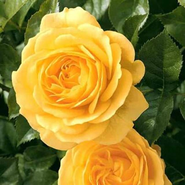 SHEIN 100 Yellow Roses For Easy Gardening