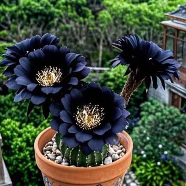 SHEIN Black Flowering Cactus Cactus Succulent Plant Seeds Very Easy To Live Pink White 100pcs Seeds