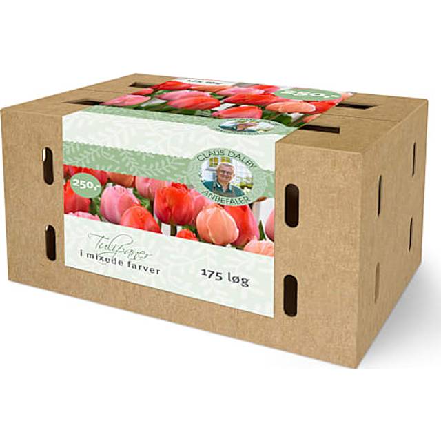 Claus Dalby Tulips Darwin Hybrid Mix 175 Løg Staude