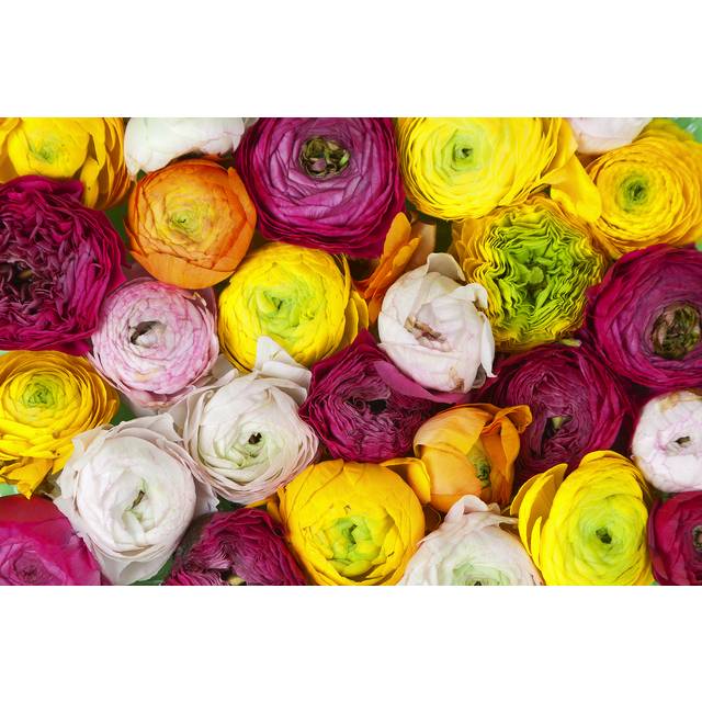 Rebel Walls Ranunculus Staude