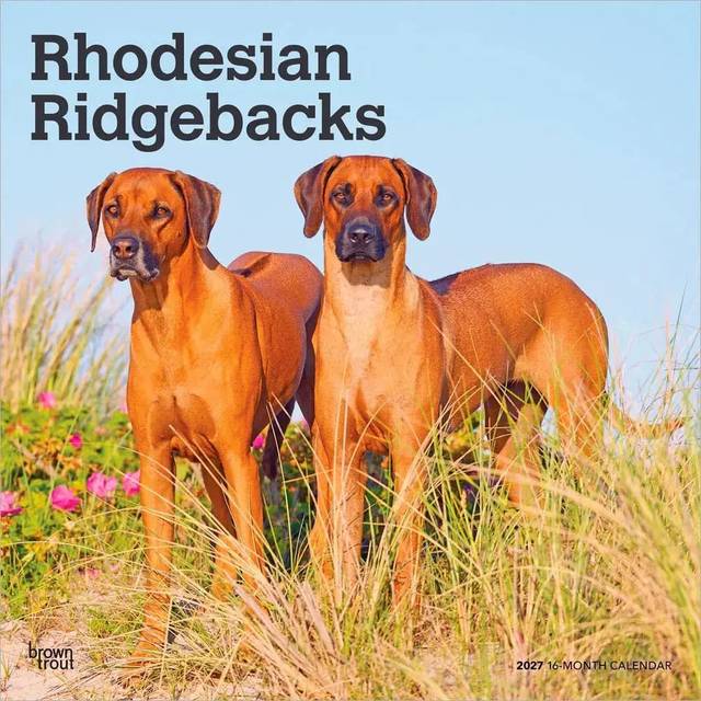 BrownTrout Rhodesian Ridgebacks 12 x 24 Inch Engelsk